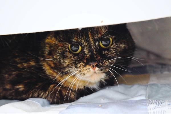 Effie, Adoptable, Adult Female Domestic Short Hair.