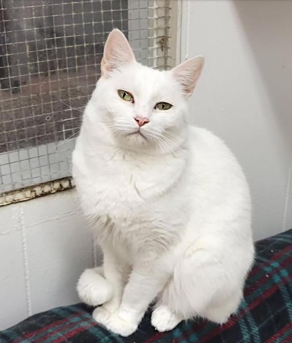 Enlarge Charlotte, a Adoptable Domestic Short Hair image 3/5