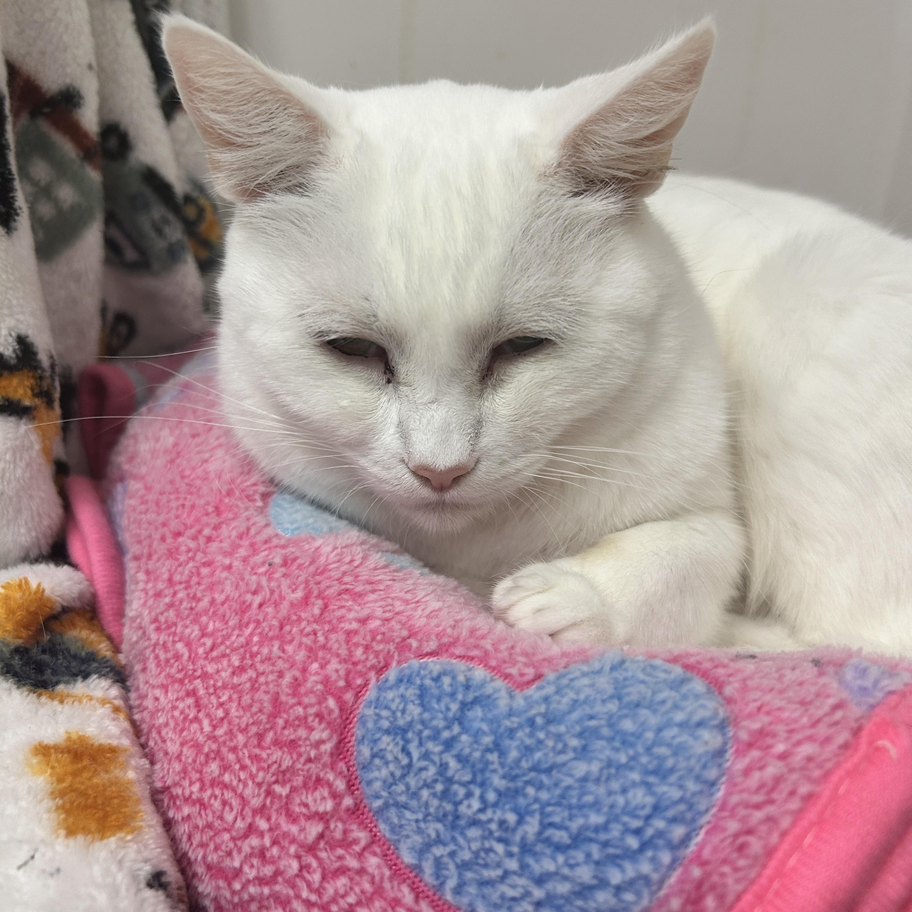 Charlotte, Adoptable, Adult Female Domestic Short Hair.