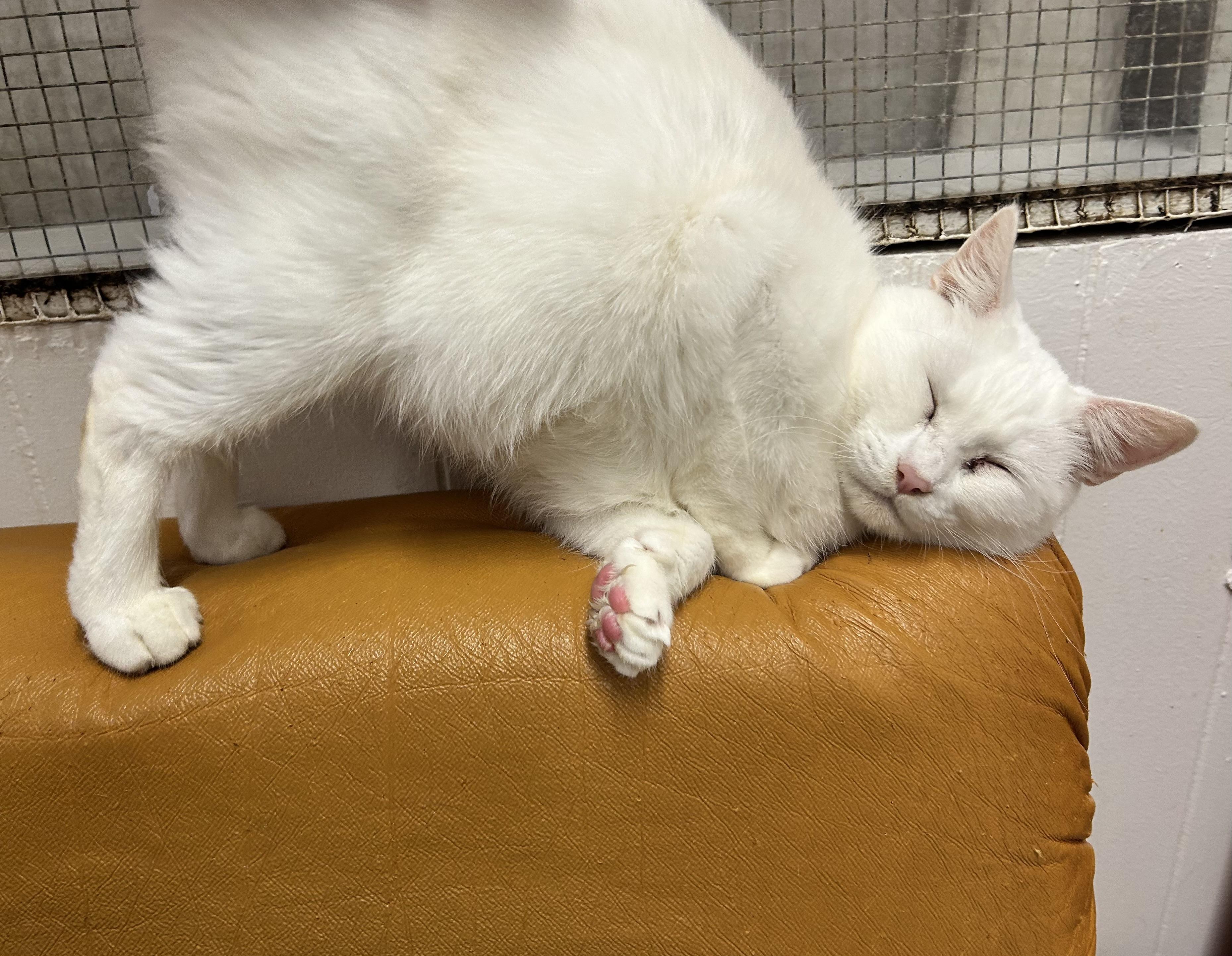 Enlarge Charlotte, a Adoptable Domestic Short Hair image 4/5