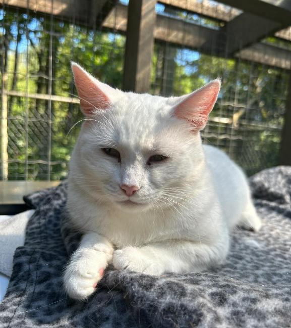 Charlotte, Adoptable, Adult Female Domestic Short Hair.