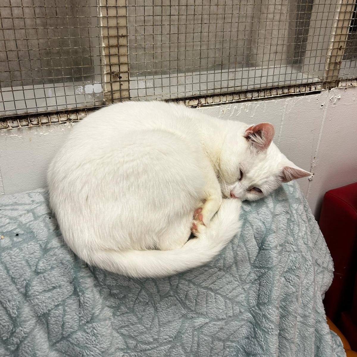 Enlarge Charlotte, a Adoptable Domestic Short Hair image 5/5