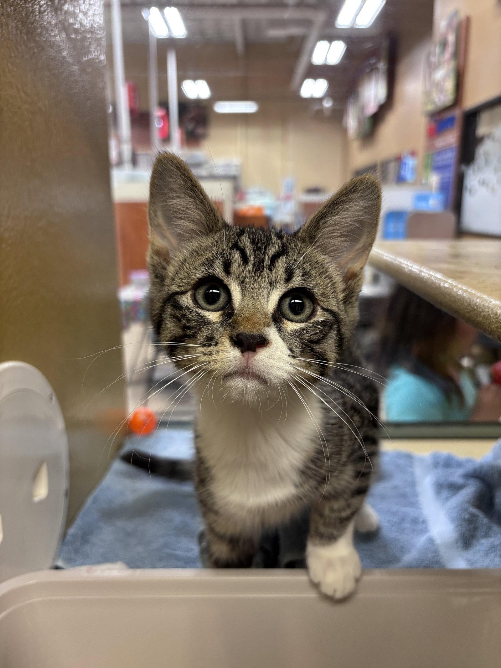 Magnum, Adoptable, Kitten Male Domestic Short Hair.