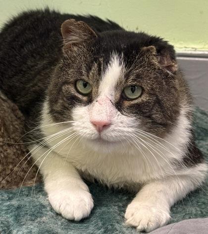 Petey, Adoptable, Adult Male Domestic Short Hair & Domestic Short Hair.
