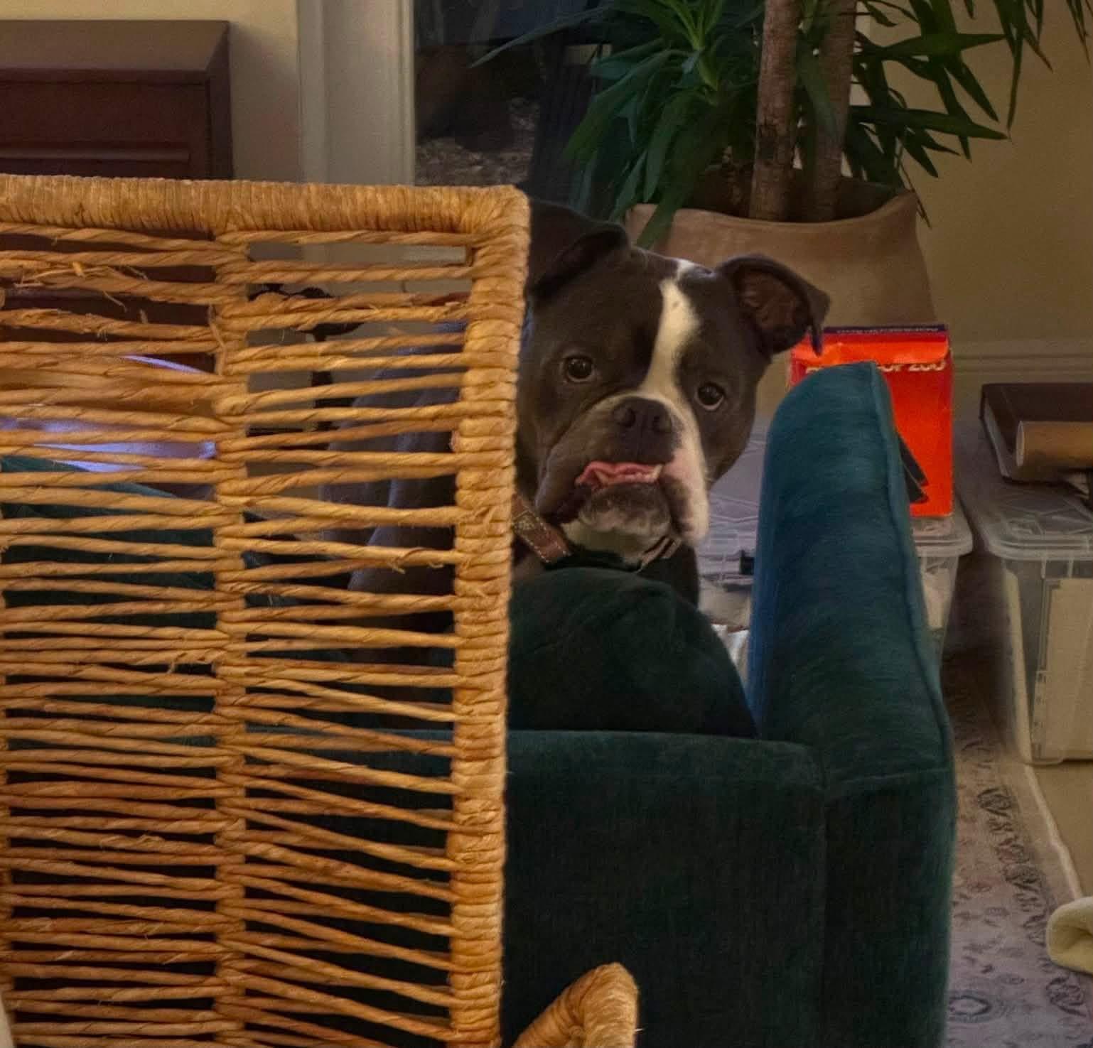 Clementine, adopted, Adult Female Bulldog.