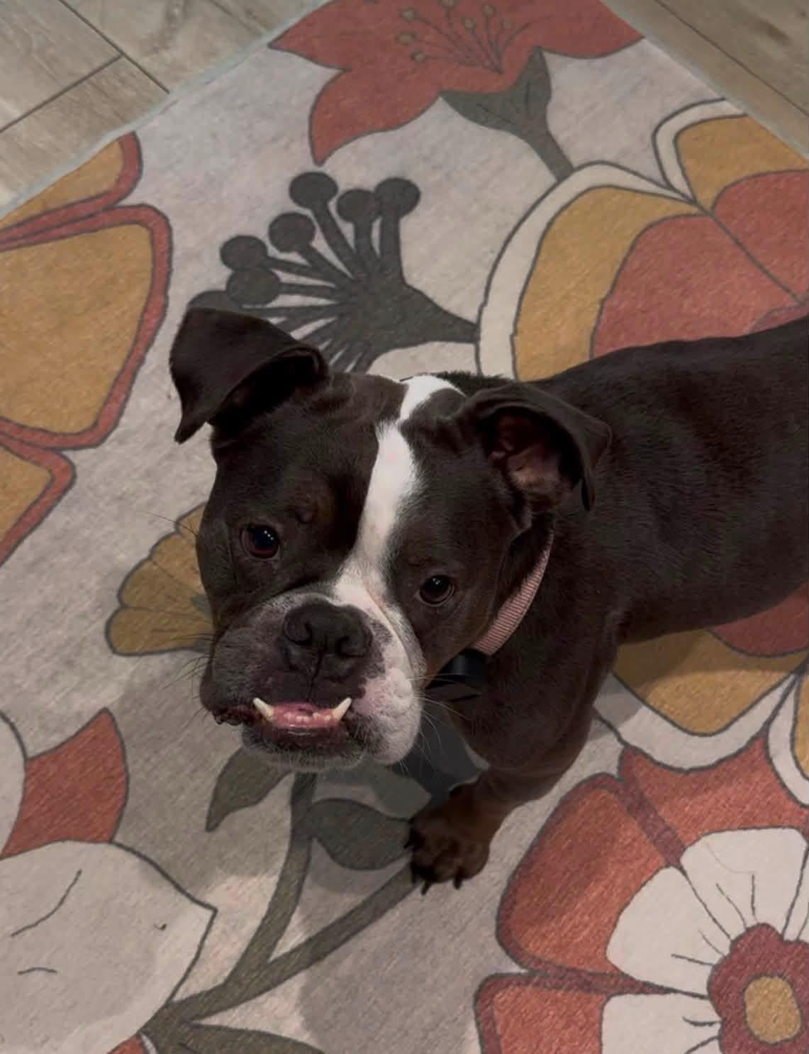 Clementine, an adopted mixed breed in Palm springs, FL image 2/6