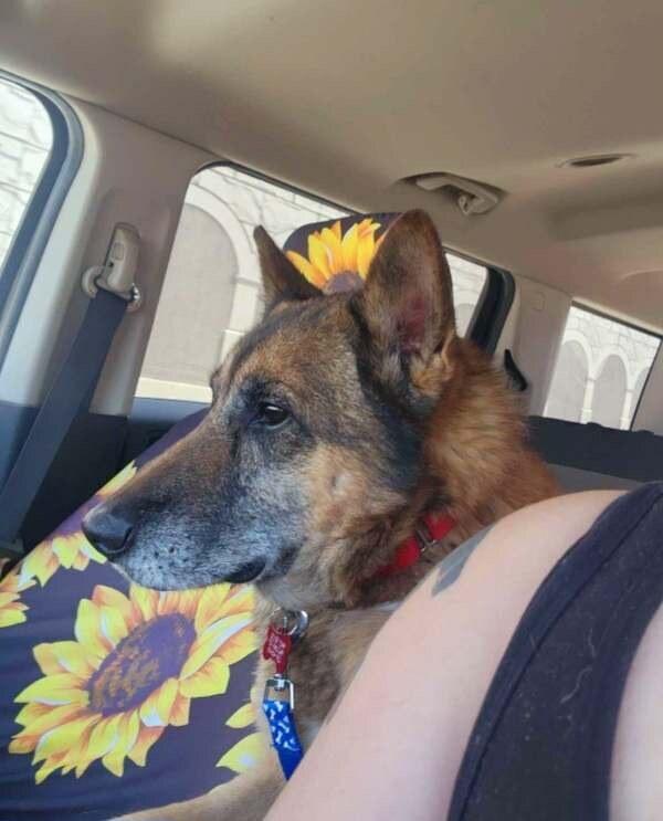 Cuervo, Adoptable, Senior Male German Shepherd Dog & Belgian Shepherd / Malinois.