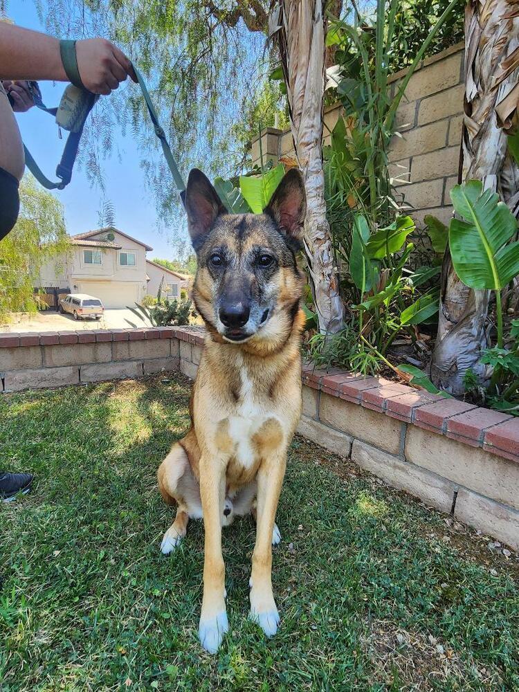 Enlarge Cuervo, a Adoptable mixed breed in sylmar, CA image 2/5