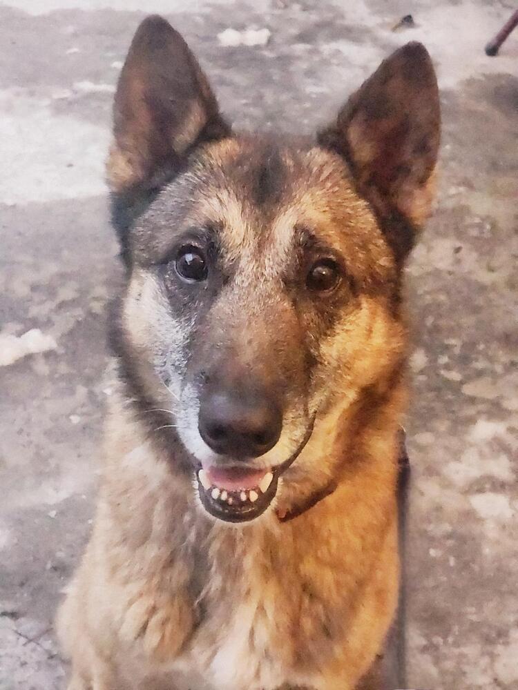 Enlarge Cuervo, a Adoptable mixed breed in sylmar, CA image 3/5