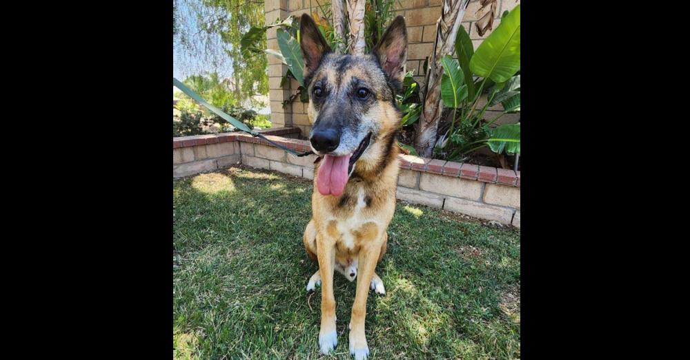 Enlarge Cuervo, a Adoptable mixed breed in sylmar, CA image 4/5