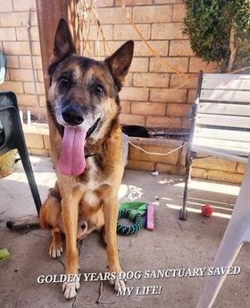 Enlarge Cuervo, a Adoptable mixed breed in sylmar, CA image 5/5