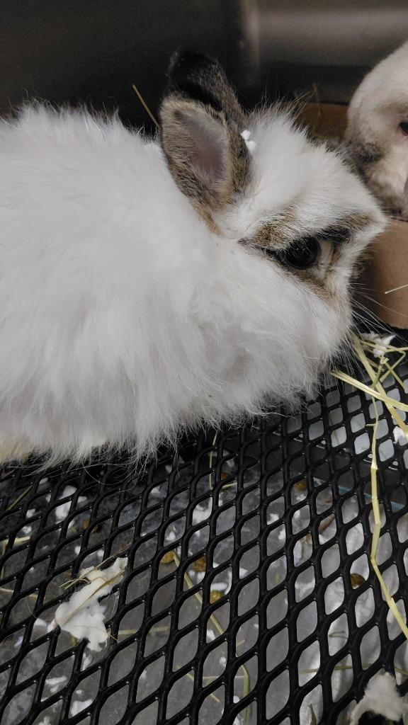 George, Adoptable, Young Male Lop Eared.