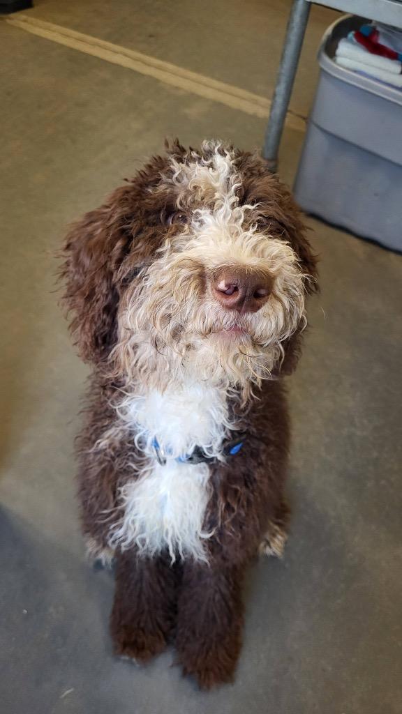 Enlarge Rome, a Adoptable mixed breed in Hampton, VA image 1/3