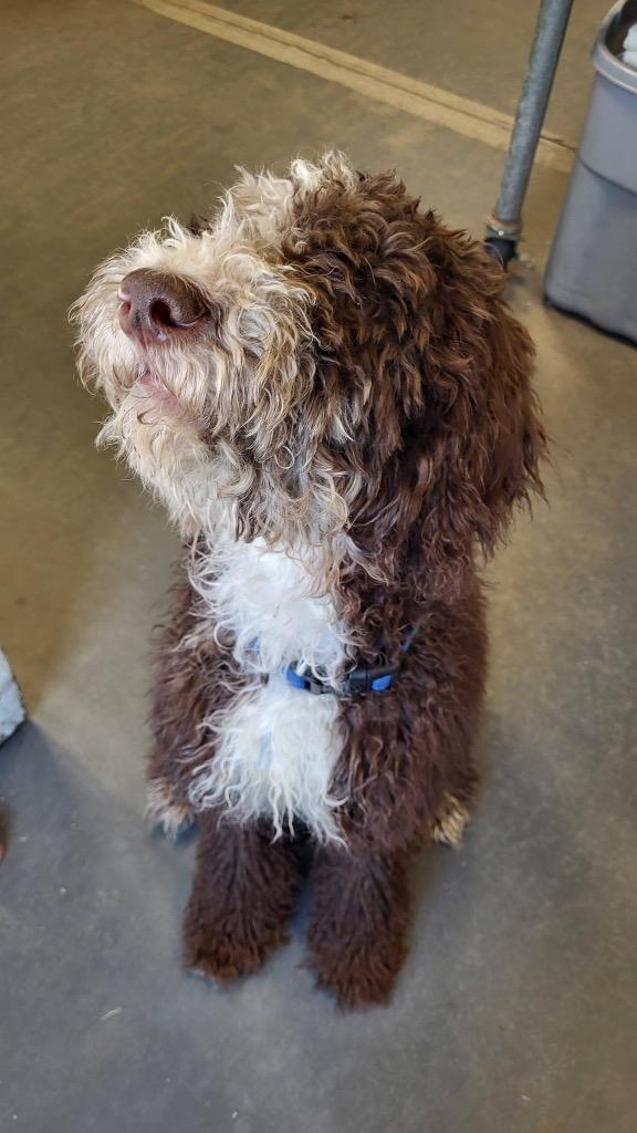 Enlarge Rome, a Adoptable mixed breed in Hampton, VA image 2/3