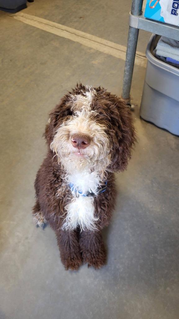 Enlarge Rome, a Adoptable mixed breed in Hampton, VA image 3/3