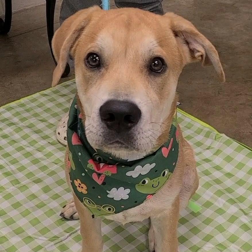 Briner, a Adoptable mixed breed in Enterprise, AL image 1/4