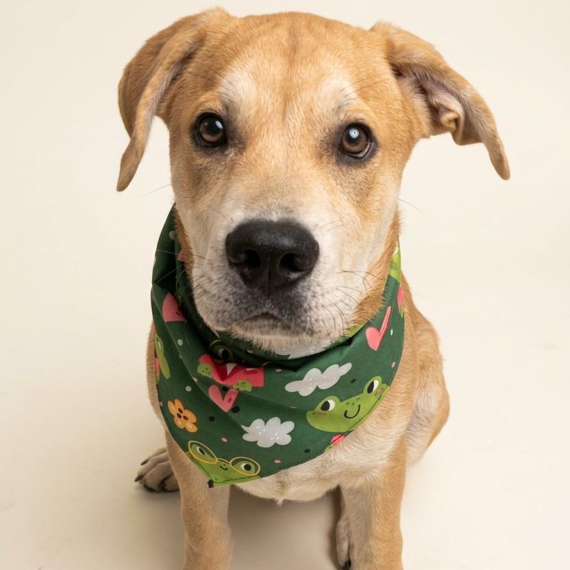 Briner, a Adoptable mixed breed in Enterprise, AL image 2/4