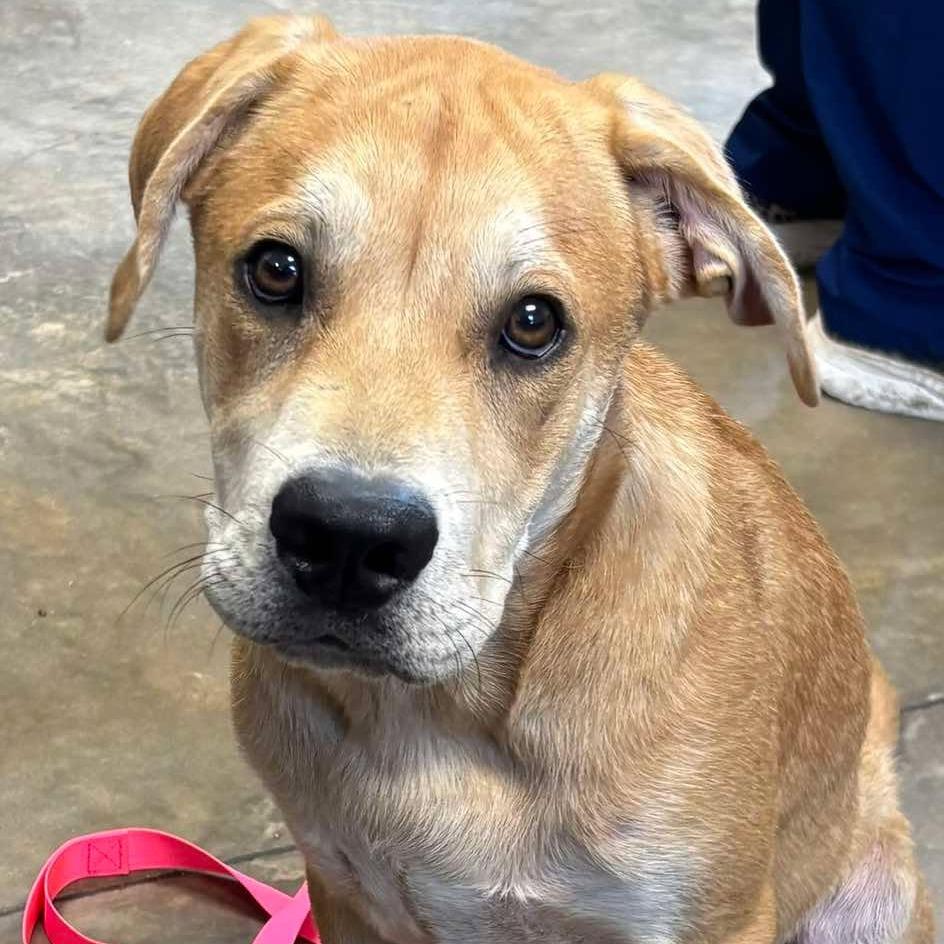Briner, a Adoptable mixed breed in Enterprise, AL image 3/4