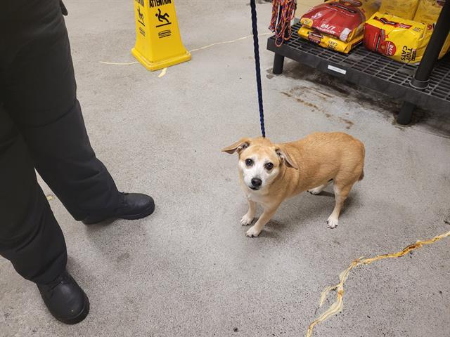 SASSY, Adoptable, Adult Female Chihuahua & Mixed Breed.