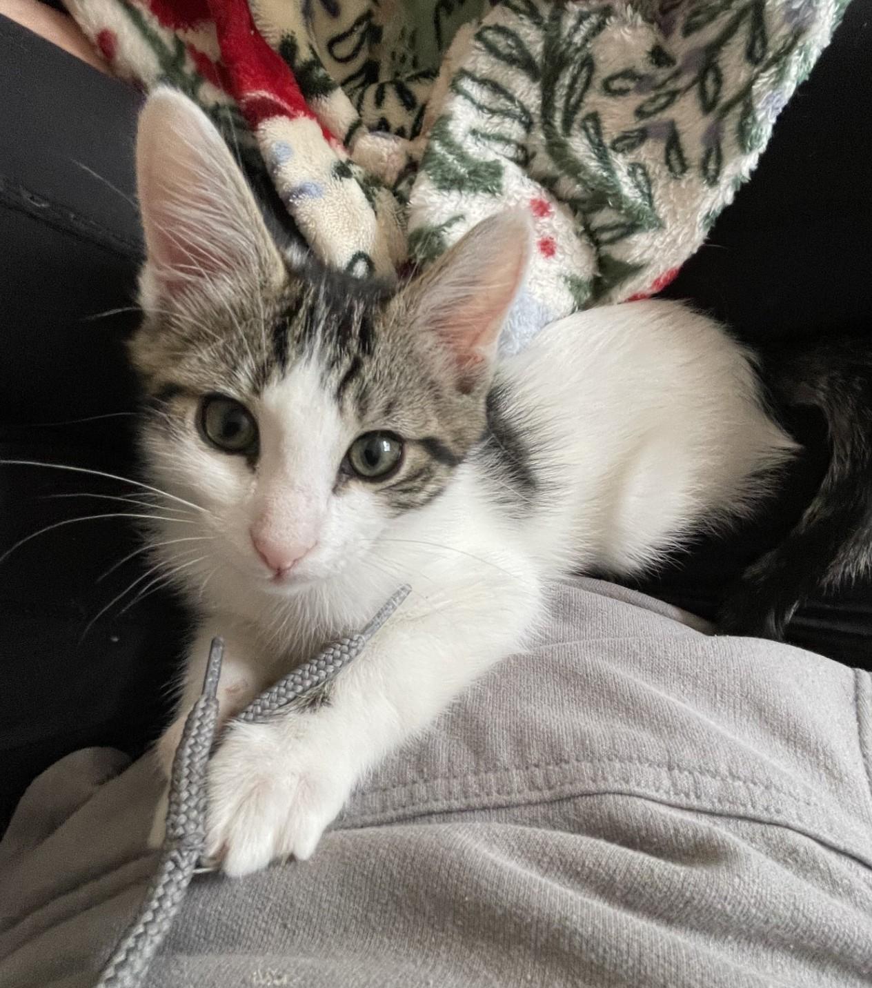 Sprout (with Grizz), ADOPTABLE, Kitten Male Domestic Short Hair.