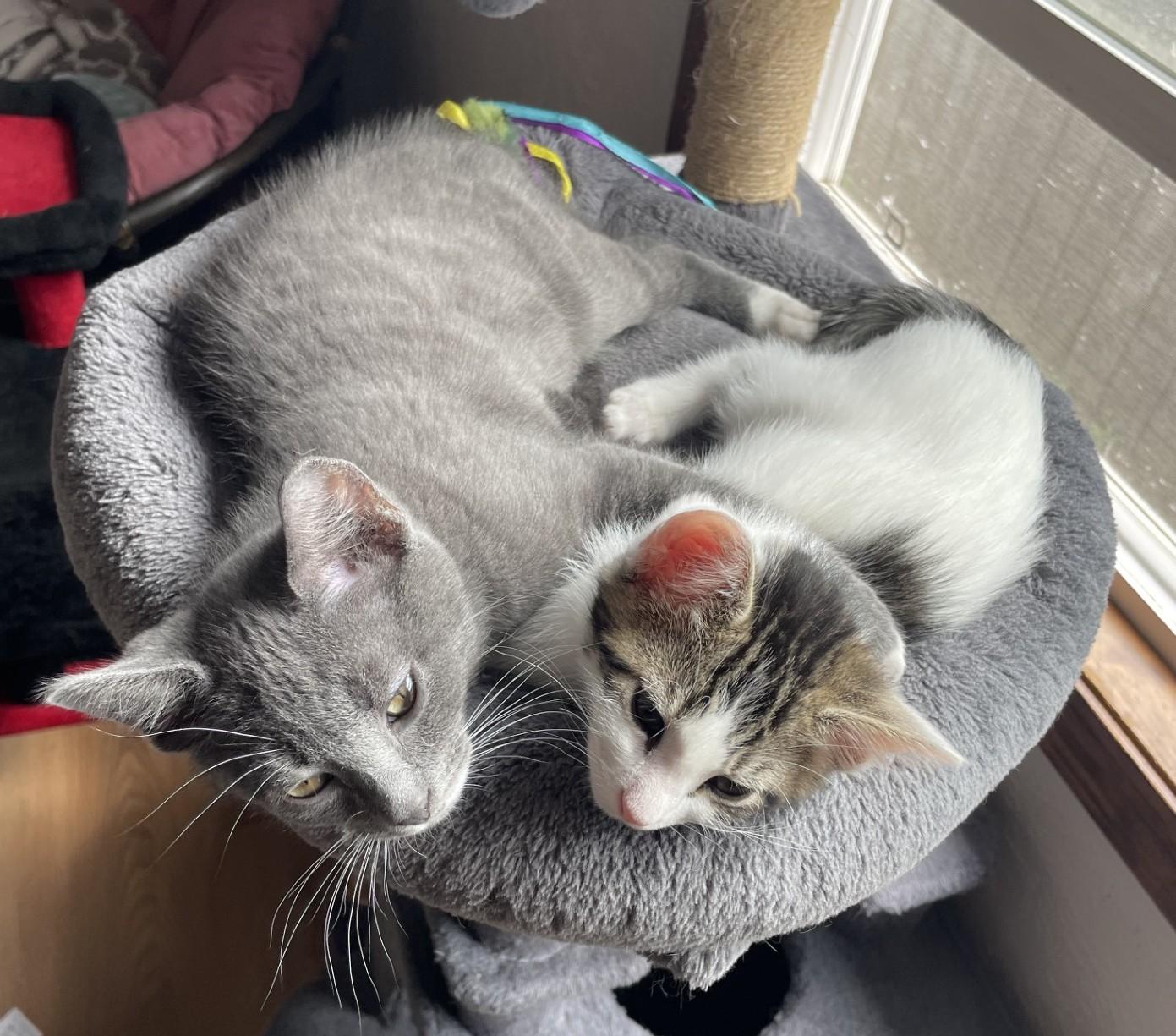 Enlarge Sprout (with Grizz), a ADOPTABLE Domestic Short Hair in Silverton, OR image 4/6