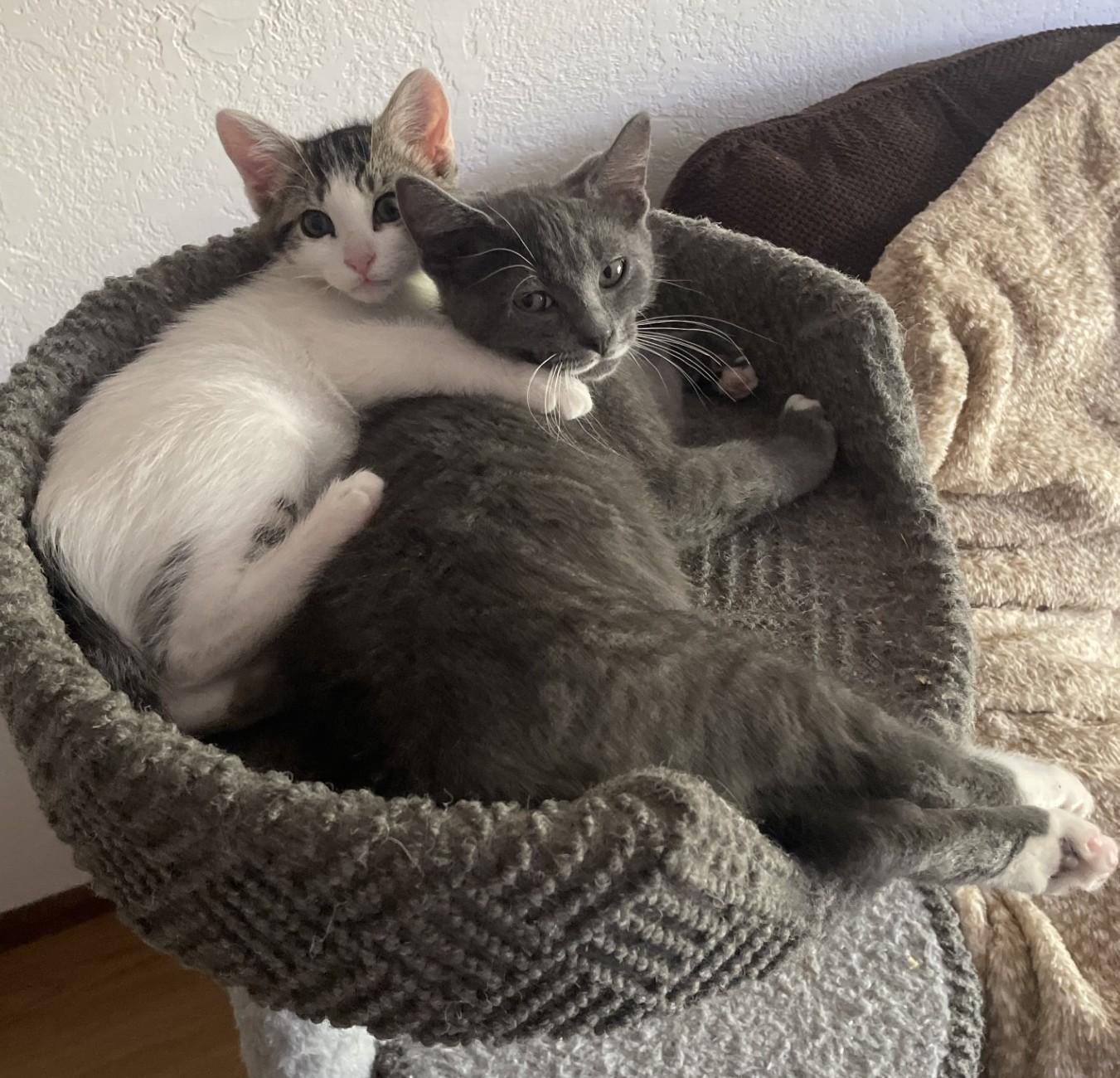 Enlarge Sprout (with Grizz), a ADOPTABLE Domestic Short Hair in Silverton, OR image 6/6