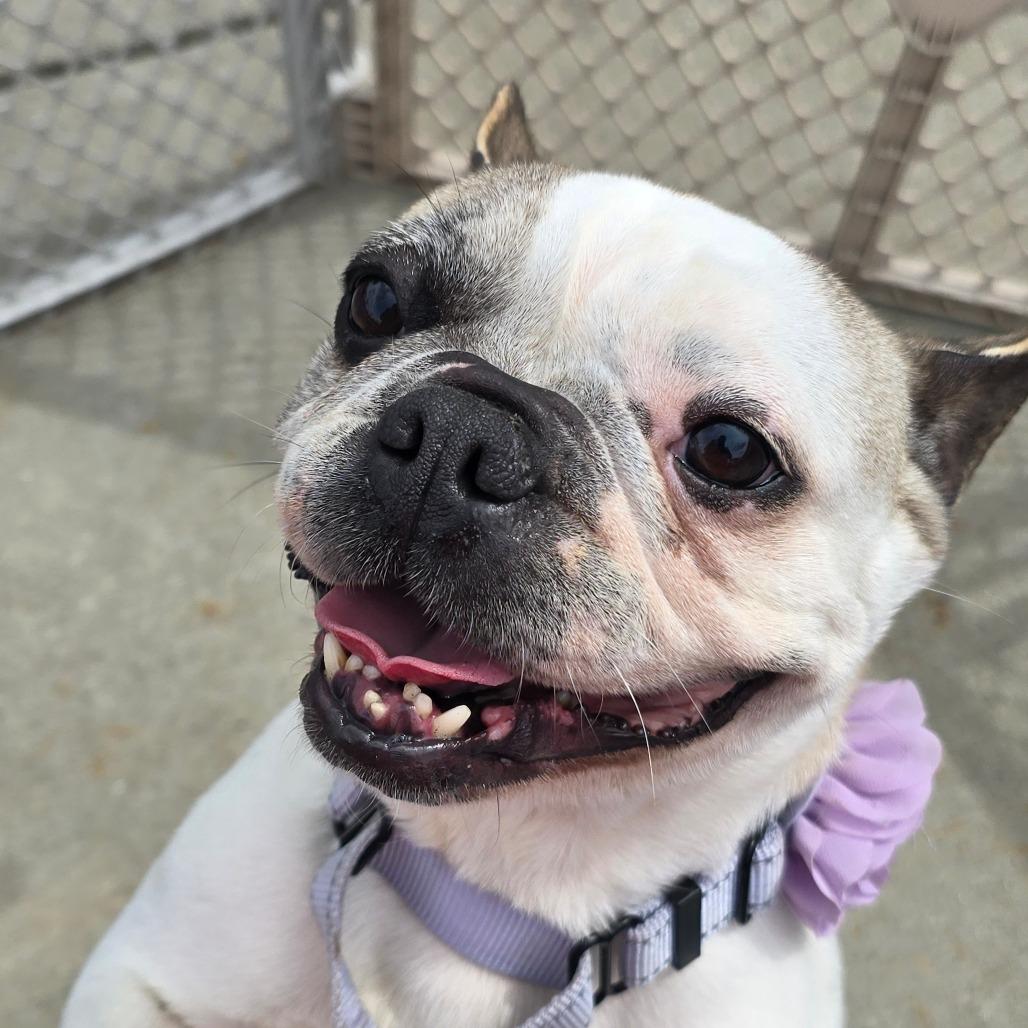 Enlarge Cookie, a Adoptable French Bulldog in Huber Heights, OH image 1/1