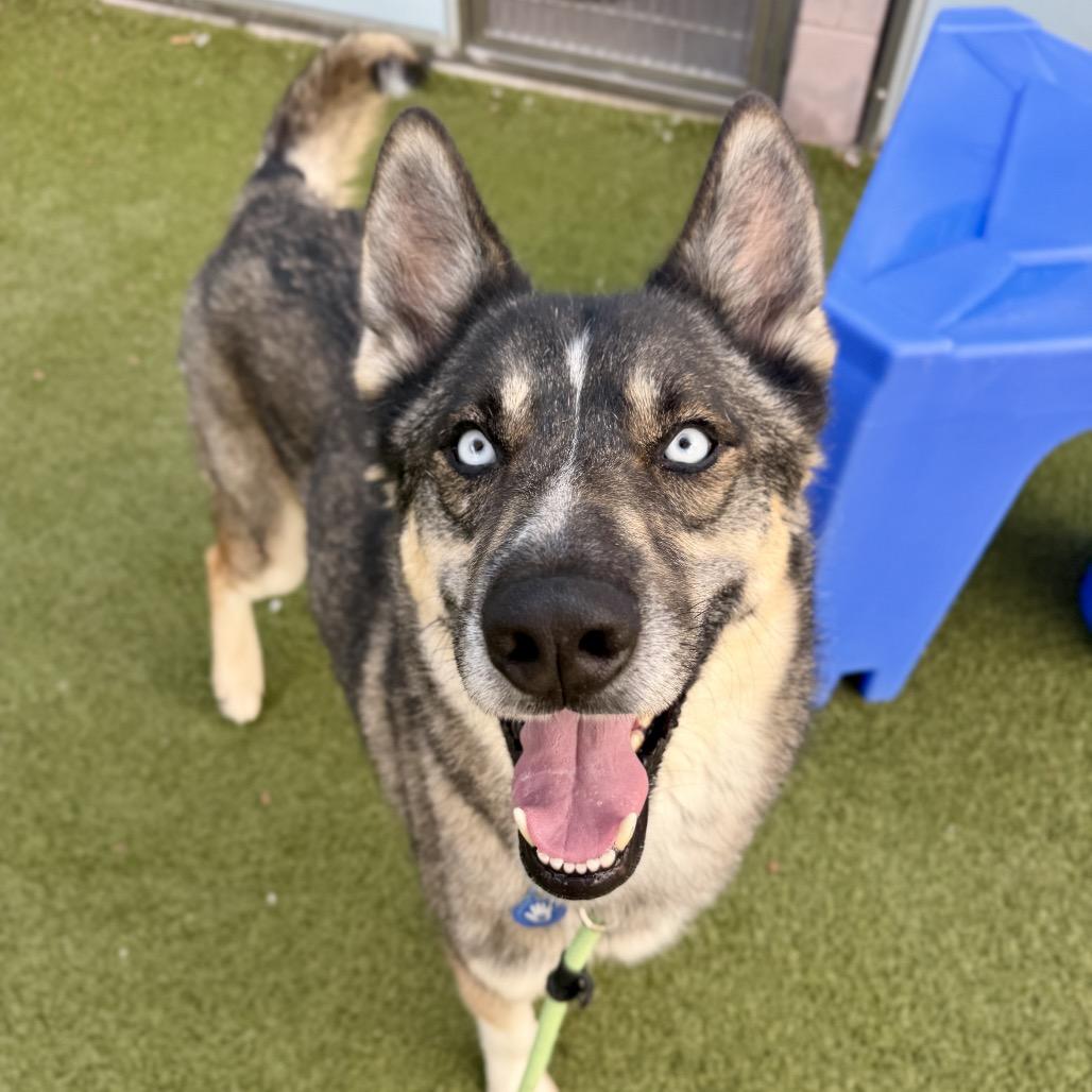 Frederico, a Adoptable mixed breed in Apache Junction, AZ image 1/6