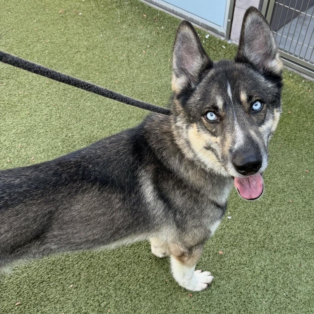 Frederico, Adoptable, Adult Male Siberian Husky & German Shepherd Dog.