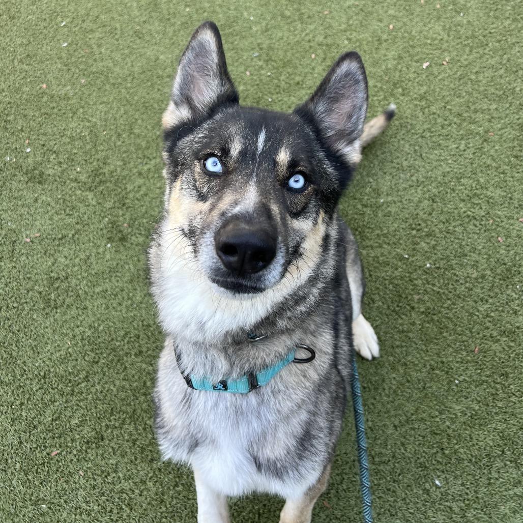 Frederico, a Adoptable mixed breed in Apache Junction, AZ image 3/6