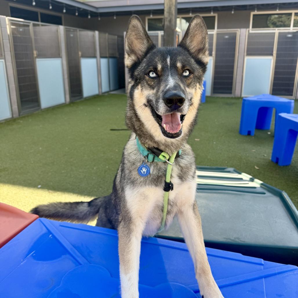 Frederico, a Adoptable mixed breed in Apache Junction, AZ image 3/6