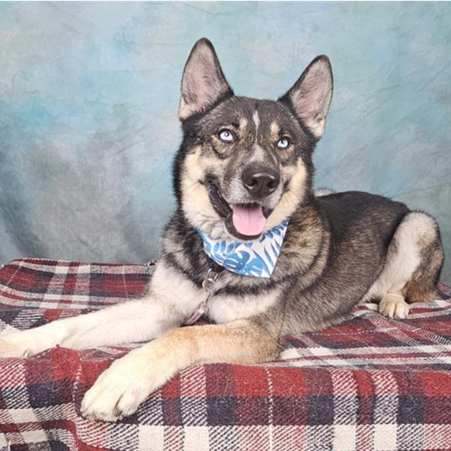 Frederico, a Adoptable mixed breed in Apache Junction, AZ image 4/6