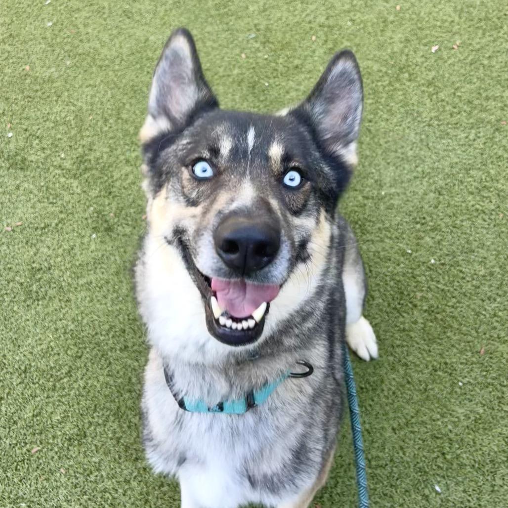 Frederico, a Adoptable mixed breed in Apache Junction, AZ image 5/6