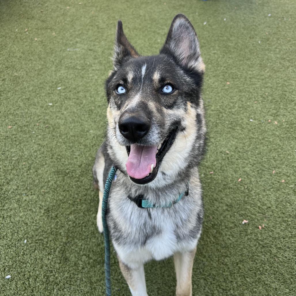 Frederico, a Adoptable mixed breed in Apache Junction, AZ image 6/6