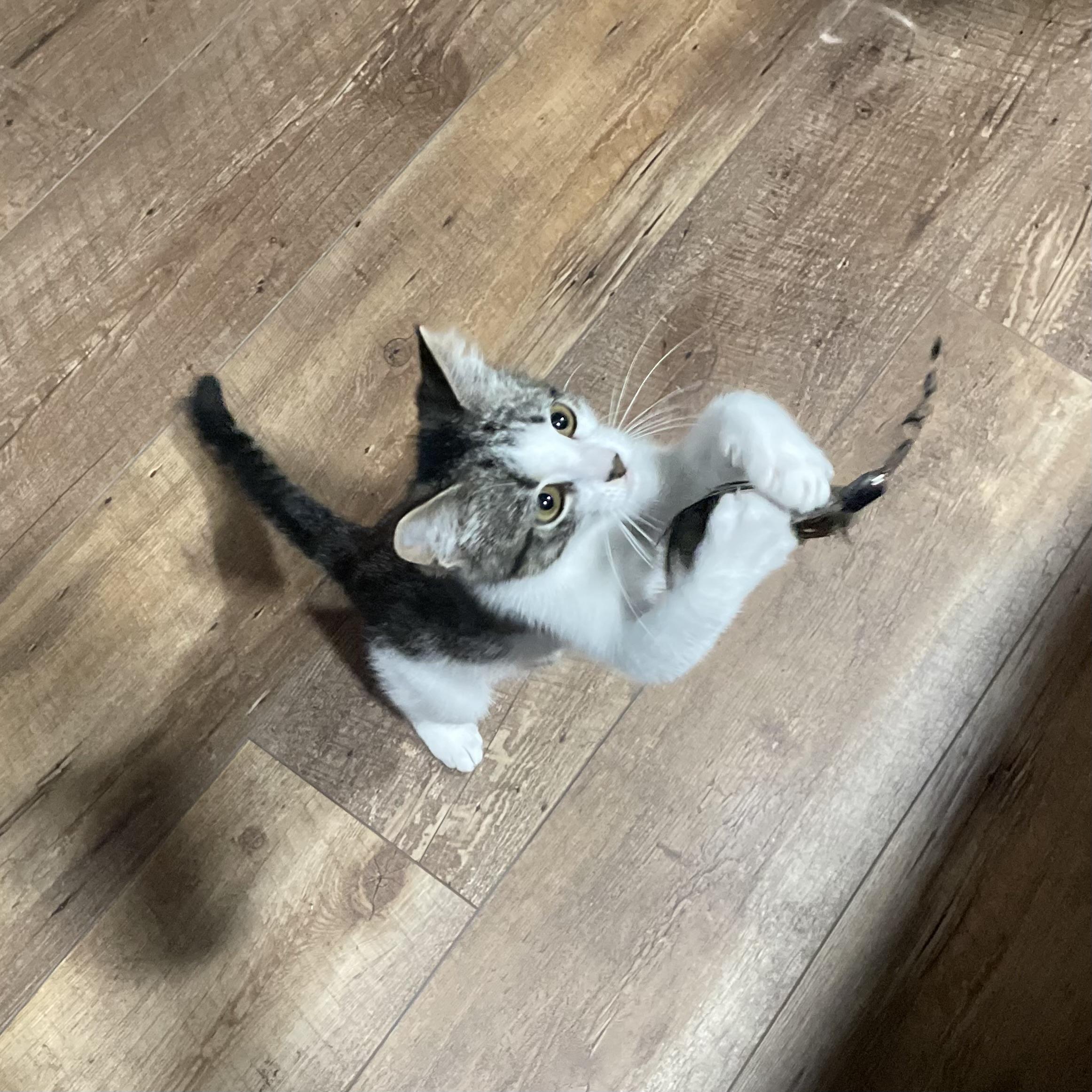 Enlarge Popsicle, a Adoptable Domestic Short Hair in Bentonville, AR image 1/1