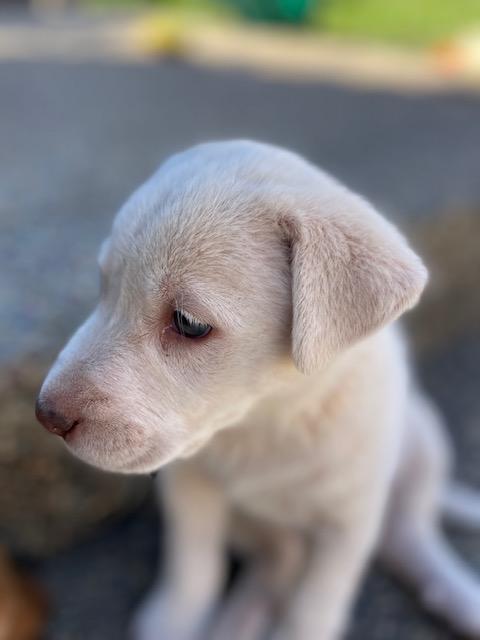 Enlarge Capellini (Pasta litter), a Adoptable mixed breed in Redwood City, CA image 2/6