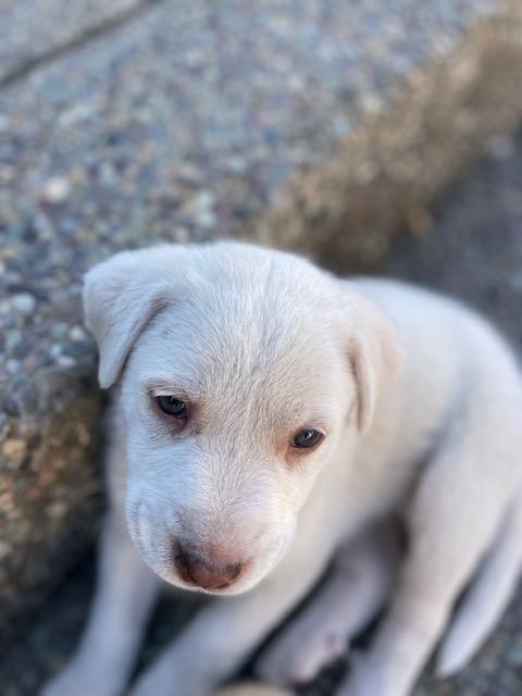 Enlarge Capellini (Pasta litter), a Adoptable mixed breed in Redwood City, CA image 4/6