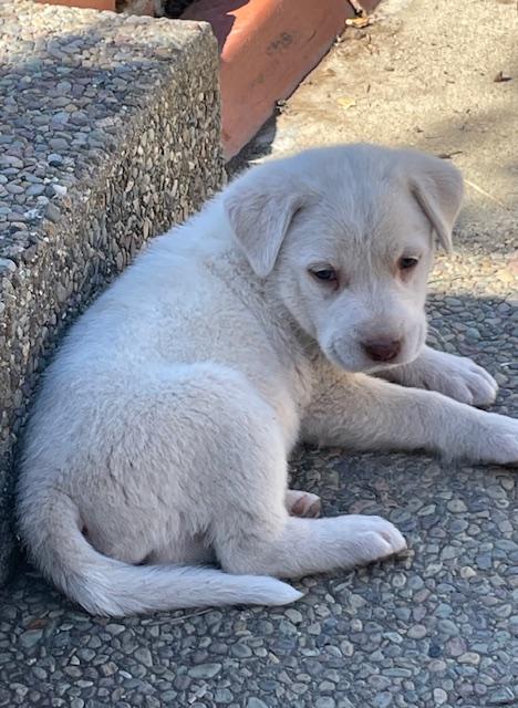 Enlarge Capellini (Pasta litter), a Adoptable mixed breed in Redwood City, CA image 5/6