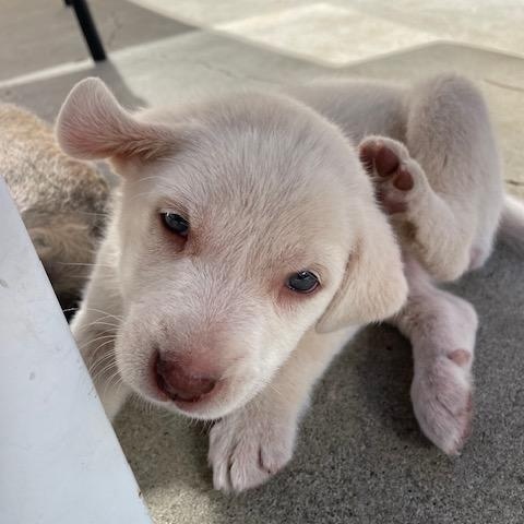 Enlarge Capellini (Pasta litter), a Adoptable mixed breed in Redwood City, CA image 3/6