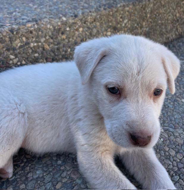 Capellini (Pasta litter), Adoptable, Puppy Female Great Pyrenees.