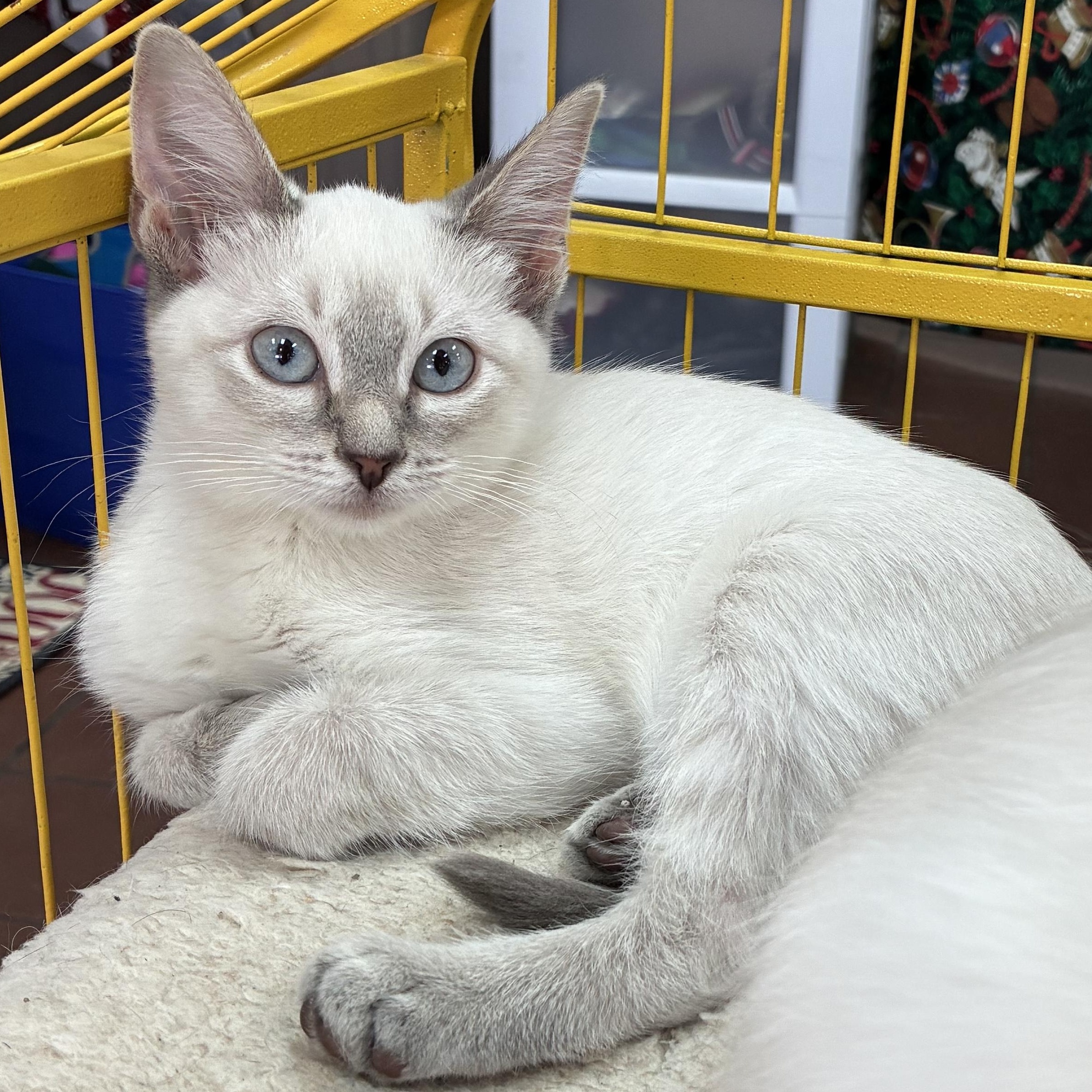 Snowdrop, adopted, Kitten Female Domestic Short Hair.
