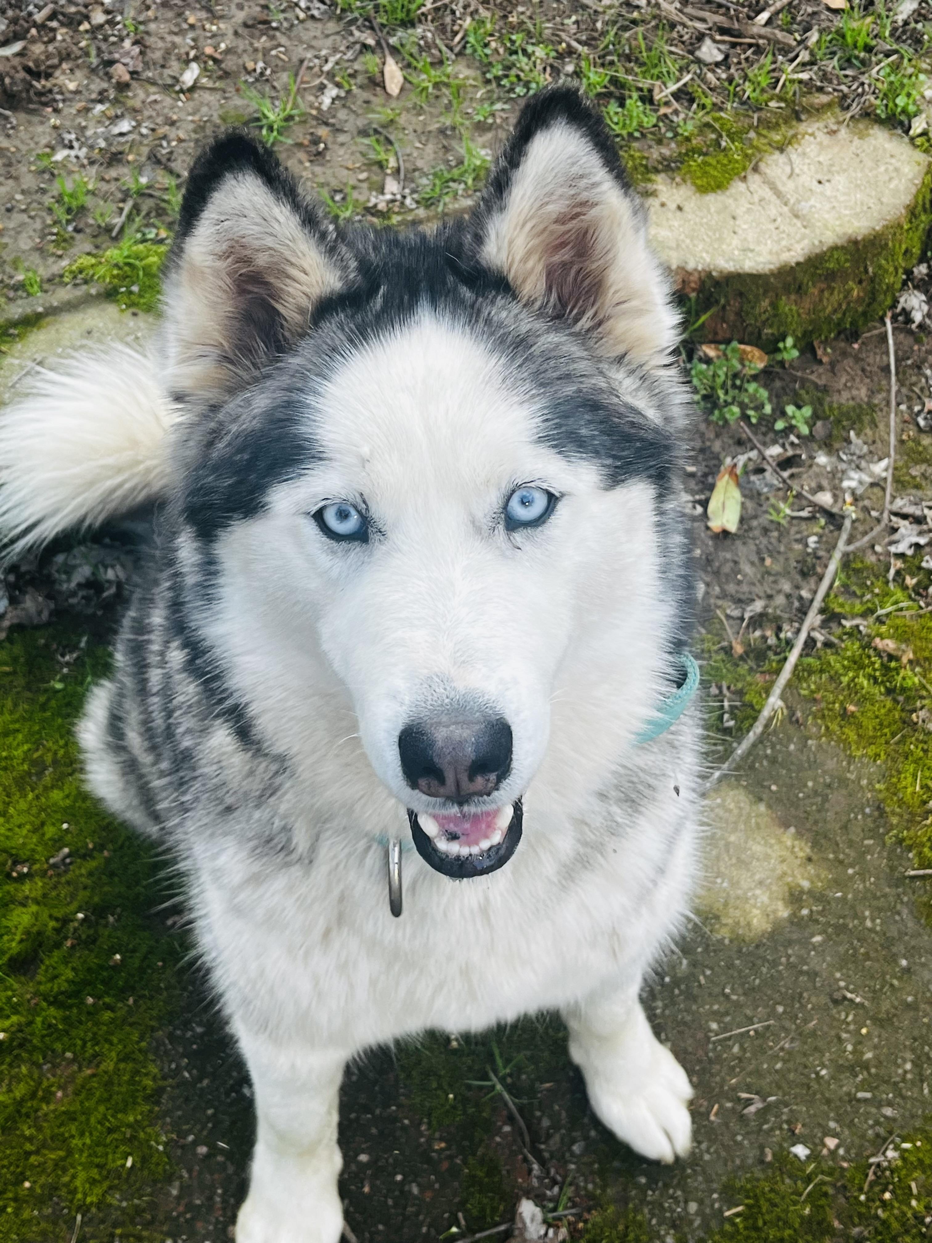 Enlarge Ella-blue eyes , a ADOPTABLE Husky in Hagerstown, MD image 3/6