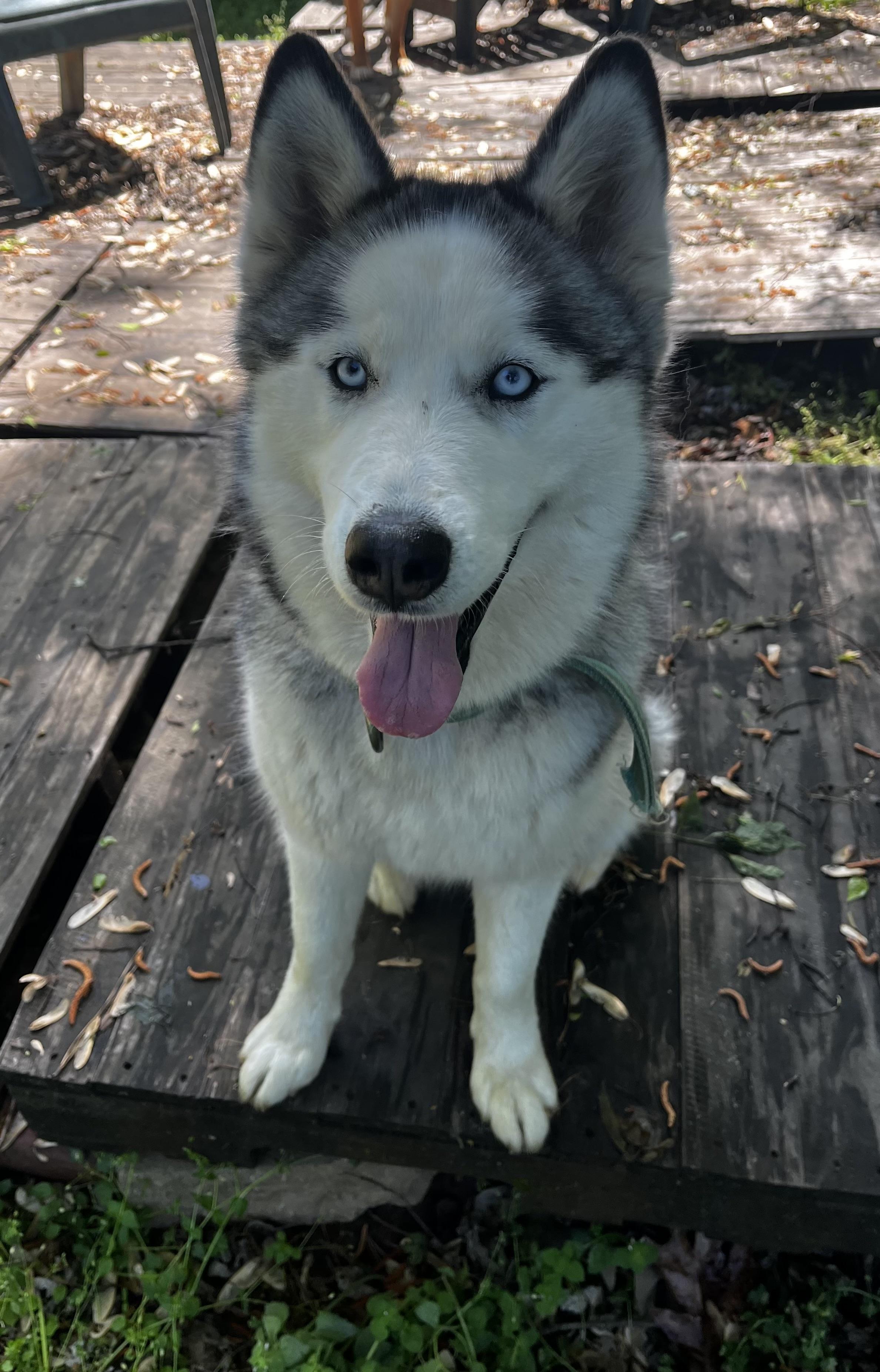 Enlarge Ella-blue eyes , a ADOPTABLE Husky in Hagerstown, MD image 5/6