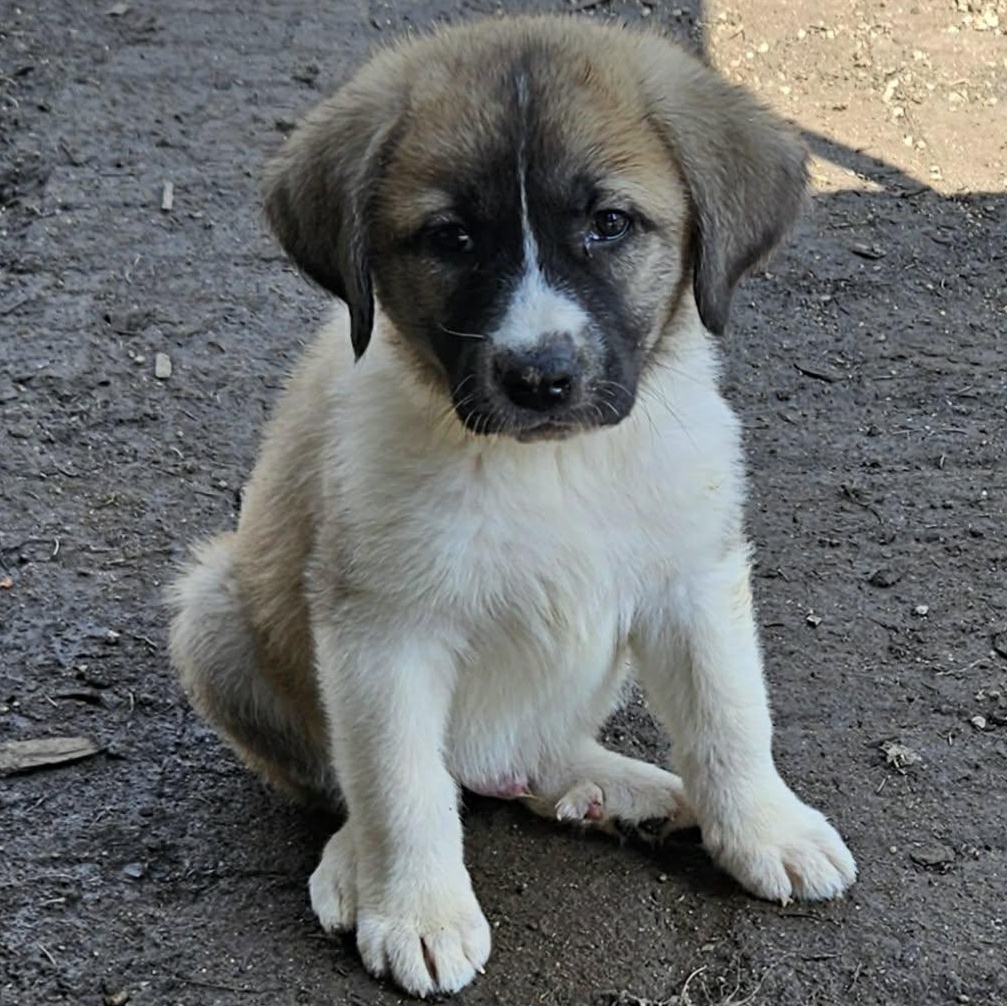 Enlarge Zeus, a ADOPTABLE mixed breed in Brockport, NY image 2/6