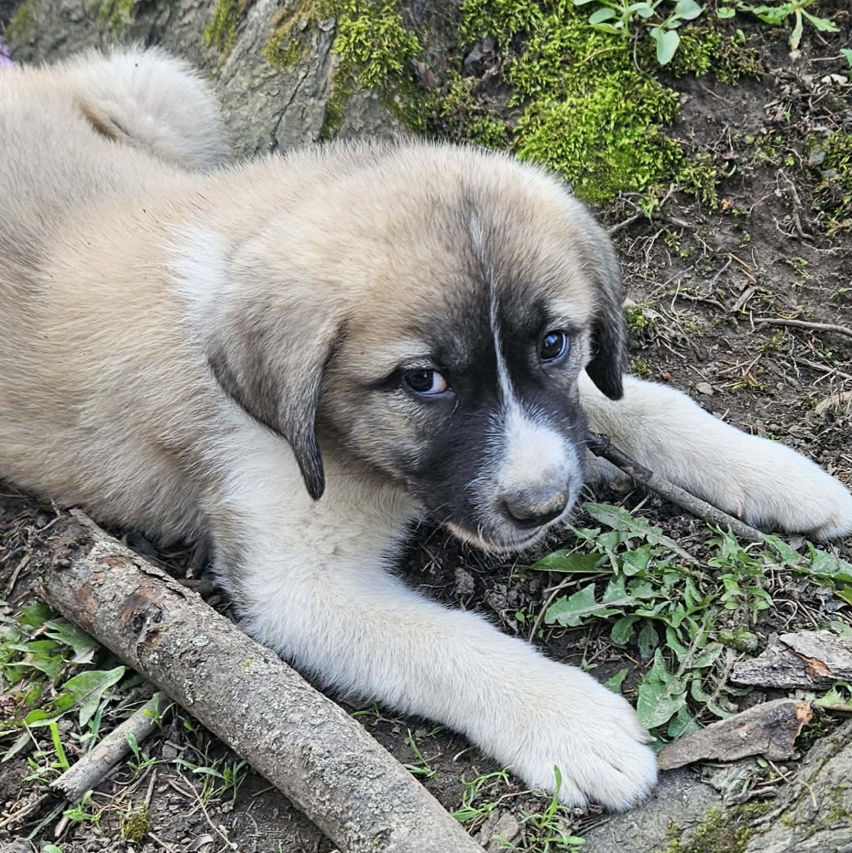 Enlarge Zeus, a ADOPTABLE mixed breed in Brockport, NY image 3/6