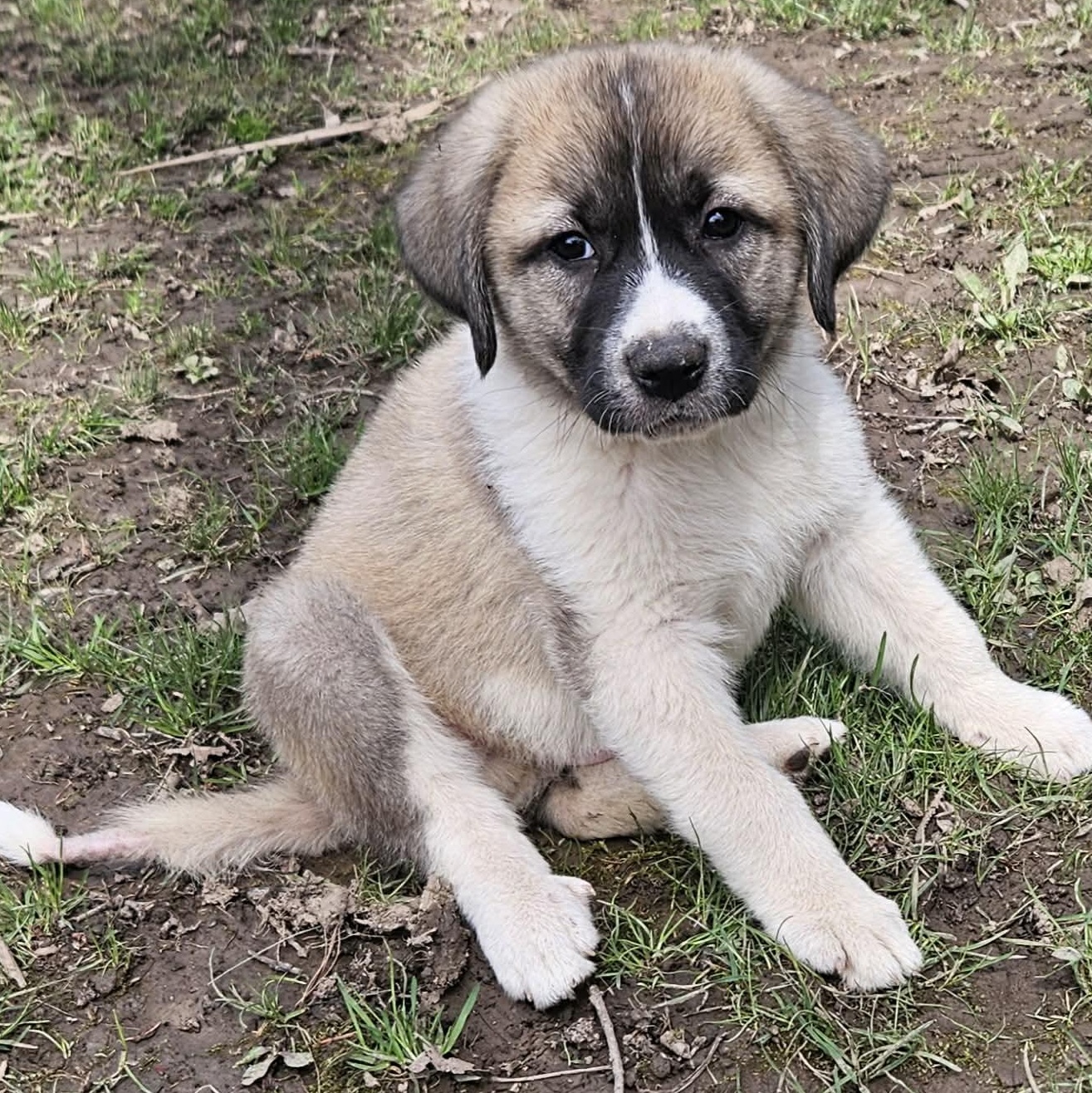 Zeus, ADOPTABLE, Puppy Male Great Pyrenees & Anatolian Shepherd.