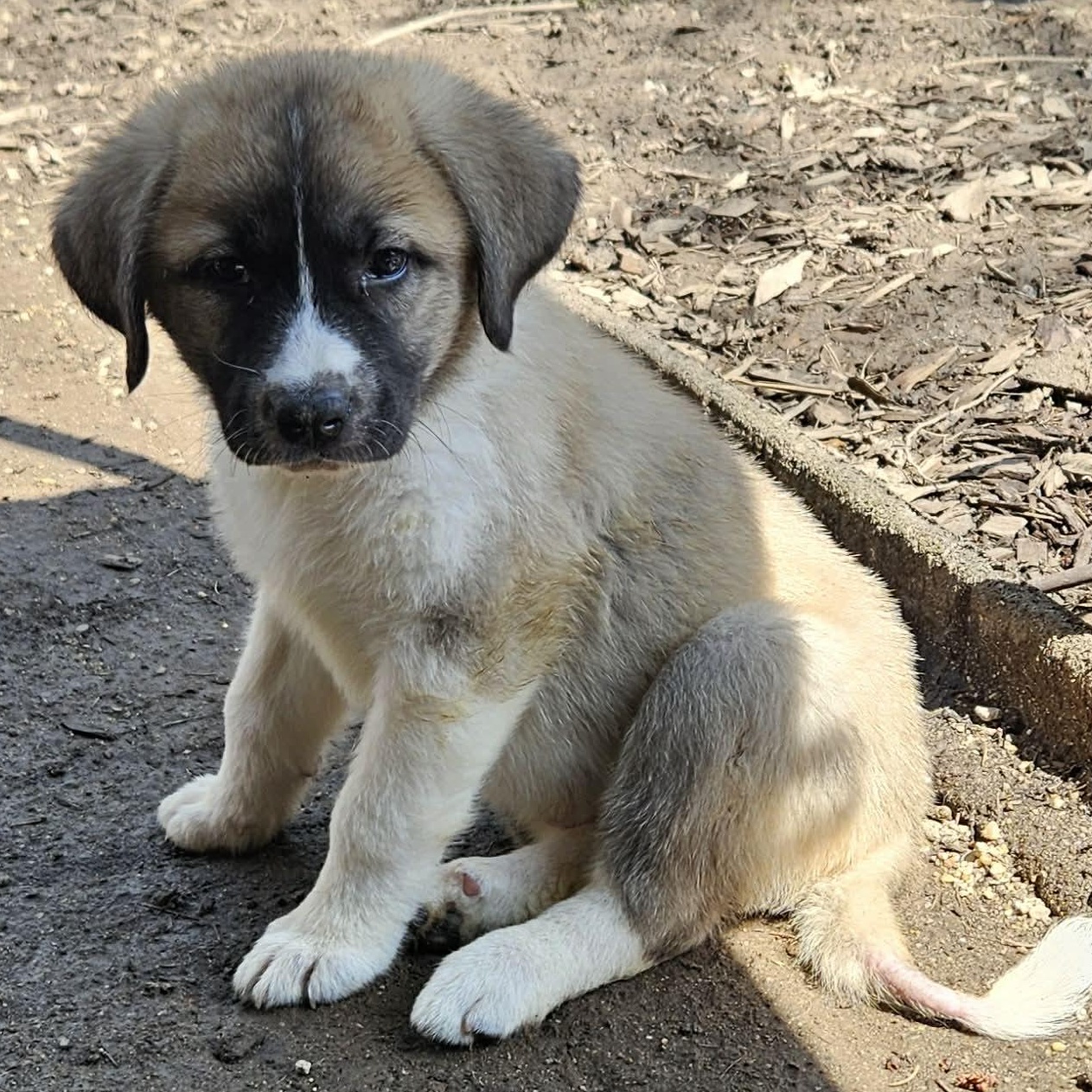 Enlarge Zeus, a ADOPTABLE mixed breed in Brockport, NY image 4/6