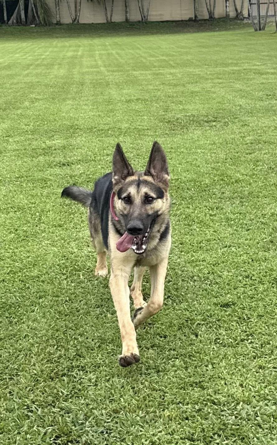 Zeus 3122, Adoptable, Young Male German Shepherd Dog.