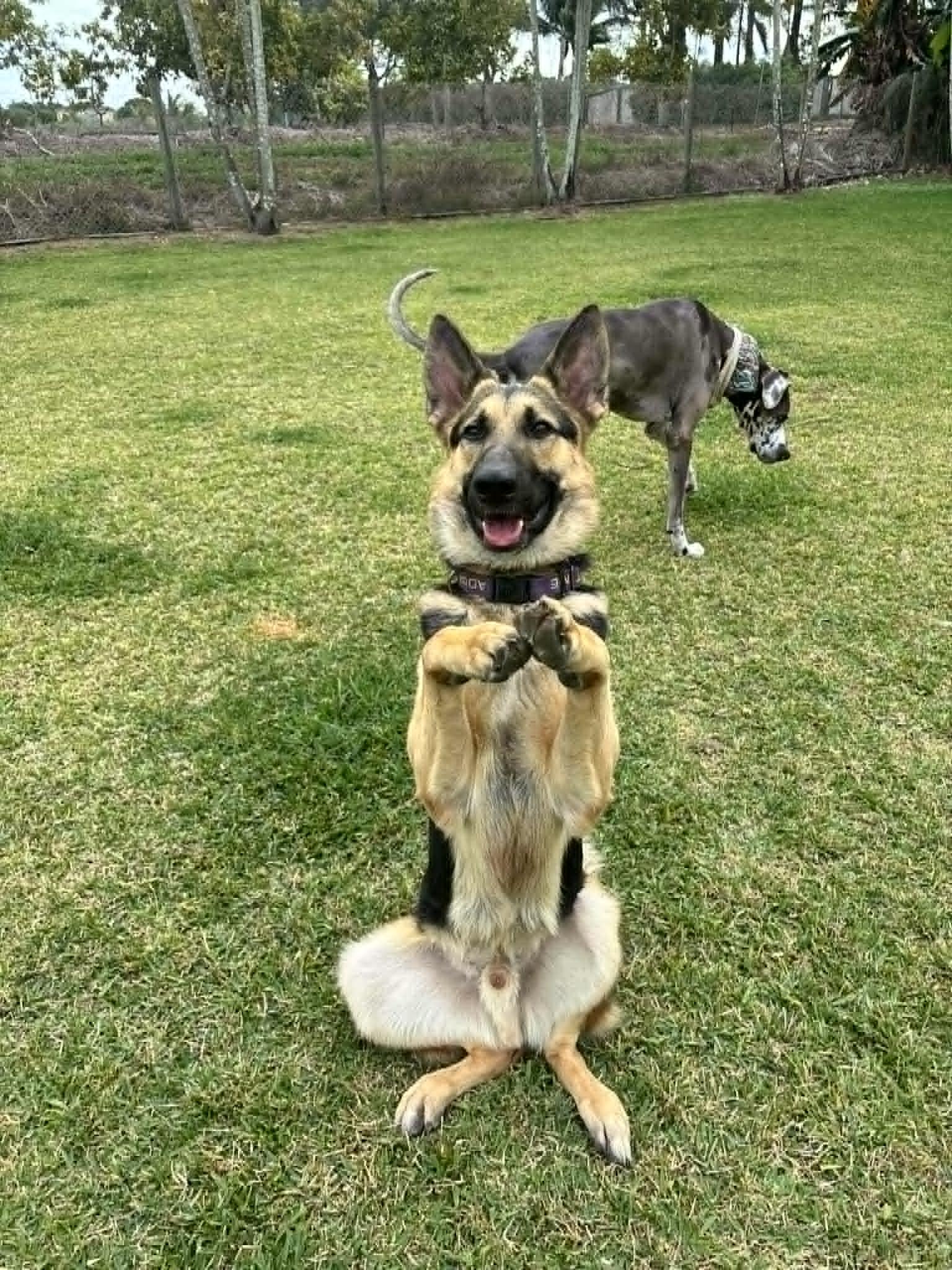 Enlarge Zeus 3122, a Adoptable German Shepherd Dog in Pompano Beach, FL image 2/3