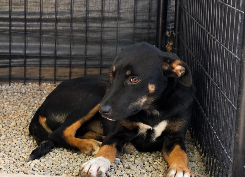 Leela, Adoptable, Puppy Female German Shepherd Dog & Mixed Breed.